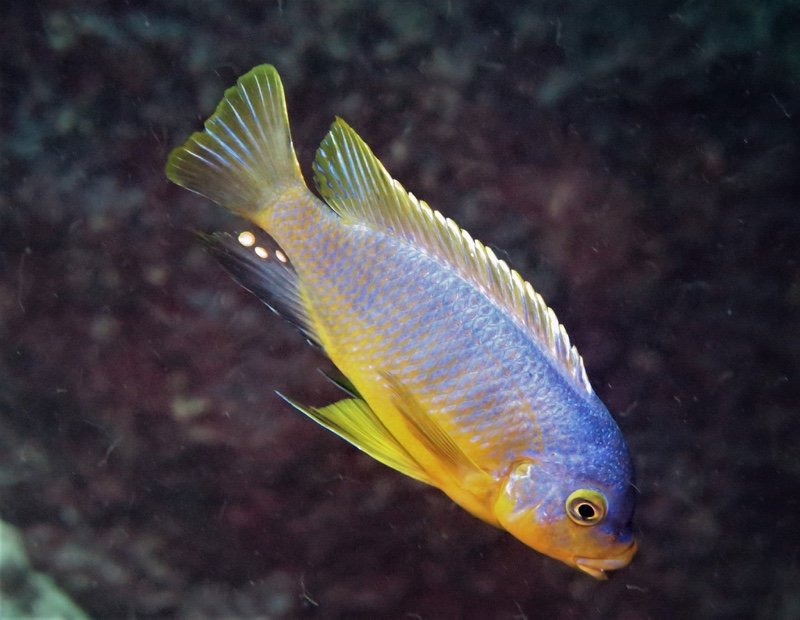 Petrotilapia flaviventris 'Chizumulu Island'